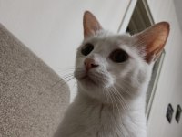 Ücretsiz Sahiplendirme Kedimiz Leo Erkek Kısırlaştırılmış