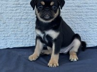 Black tan pug mops özel olmak isteyenler