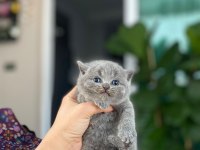 Top kafa panda surat british shorthair bebekler