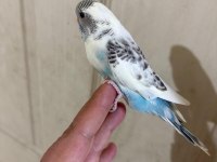 31 GÜNLÜK RENK GÜZELİ BEBEK KUŞUMUZ