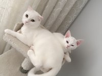 2 Beyaz safkan ırk british shorthair dişilerimiz