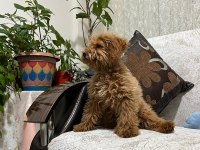4 Aylık Maltipoo (Erkek)