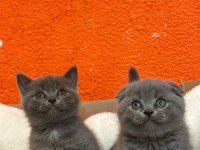 Scottish Fold 2 Aylık