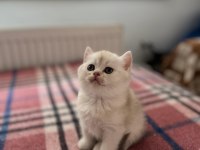 Safkan ırk ve sağlık garantili british longhair