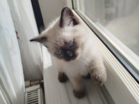 British Shorthair Bluepoint Erkek Yavru