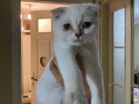 Scottish fold üç aylık
