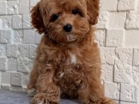 Maltipoo yavrularımız sizleri bekliyorlar