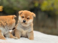 Petmode Köpek Çiftliğinden shiha_inu yavrularımız