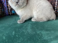 Blue point yavru british shorthair
