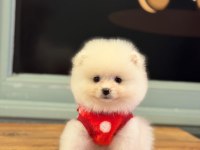 Kilo ve ırk garantili ayı surat garantili pomeranian