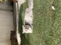 British longhair erkek
