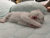 Kar beyazı british shorthair