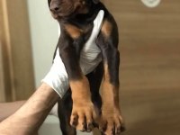 Üst kalite doberman dişi yavrular