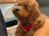 4 aylık toy poodle
