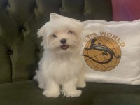 PETS WORLD güvencesiyle gerçek MALTESE yavrularımız