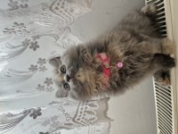 British longhair