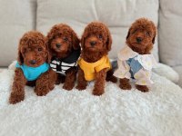 Gerçek Toy Poodle Yavruları Garantili
