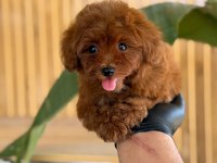 Maltipoo Bebekler Referans Yavru