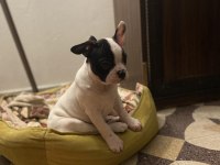 Erkek Ve Dişi 2 Aylık French Bulldog Yavrular