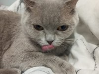 Scottish fold 8 aylık