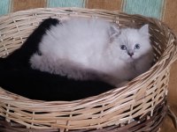 Ragdoll Yıldızım