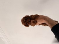 KOREA TOY POODLE GERÇEK ORJİNAL YAVRULAR