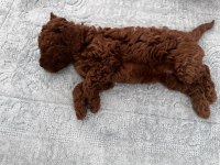 Yavru Toy Poodle