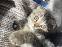 Scottish Fold Yuvarlak Yüz