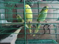 Son 2 adet yeşil renk yavru muhabbet kuşları