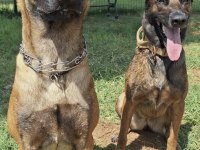 Şampiyon Kan Hattından Geleceğin Çalışma Köpekleri