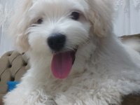 6 Aylık Oyuncu Sağlıklı Eğitimli Maltipoo Yavrusu