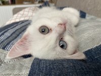 British shorthair inci tanem yeni yuvasını arıyor