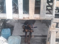 Rottweiler doberman kırması eğitimli