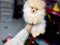 Pomeranian bebekleri