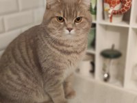 9 AYLIK UYSAL SCOTTİSH FOLD KEDİSİ