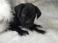 Safkan cane corso yavrularımız