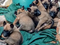 Malinois erkek ve dişi yavrular