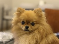 Pomeranian Boo 1 Yaşında