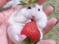 Gonzales Hamster Yavrular ve Tüm Malzemeleri Adrese Teslim