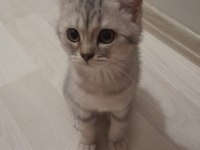 Sevimli british shorthair kardeşler