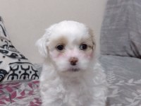 Maltese terrier sahiplendireceğiz