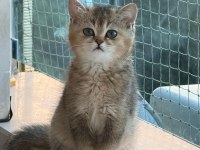 Yavru british shorthair bebişler