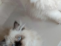3 AYLIK DİŞİ İRAN KEDİLERİ