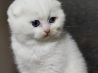 Şecereli babanın scottish fold bebeği