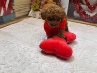 Toy poodle yavrularımız