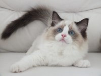 Full şecereli ragdoll yavruları