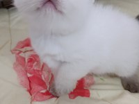 Bal çocuk kediler