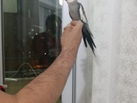 Evcil konuşan sultan papağanları