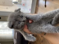 Orijinal Irk Scottish Fold