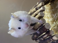 HAMSTER VE TÜM İHTİYAÇLARI (adresine gelsin iste)